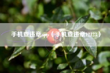 手机查违章app（手机查违章12123）